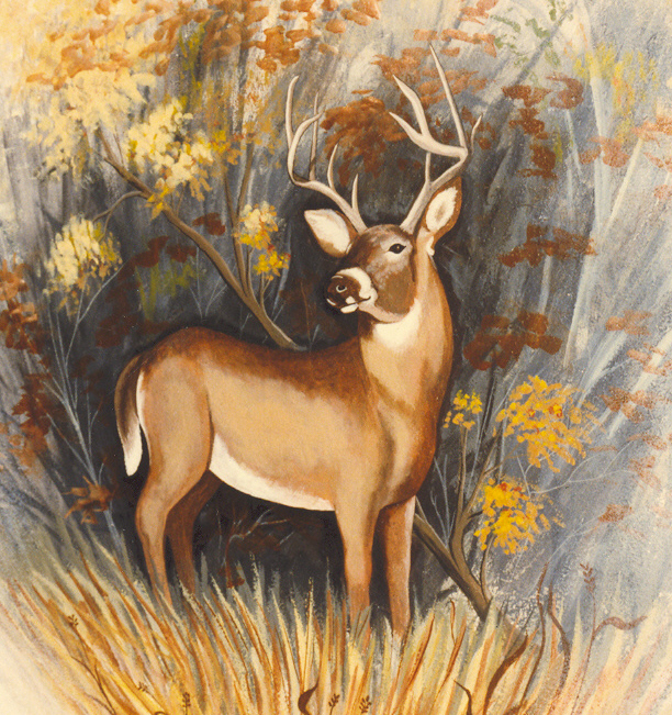 deer6.jpg