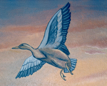 duck.jpg