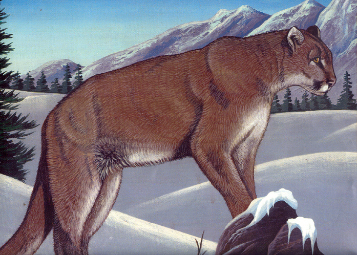 newcougar.jpg